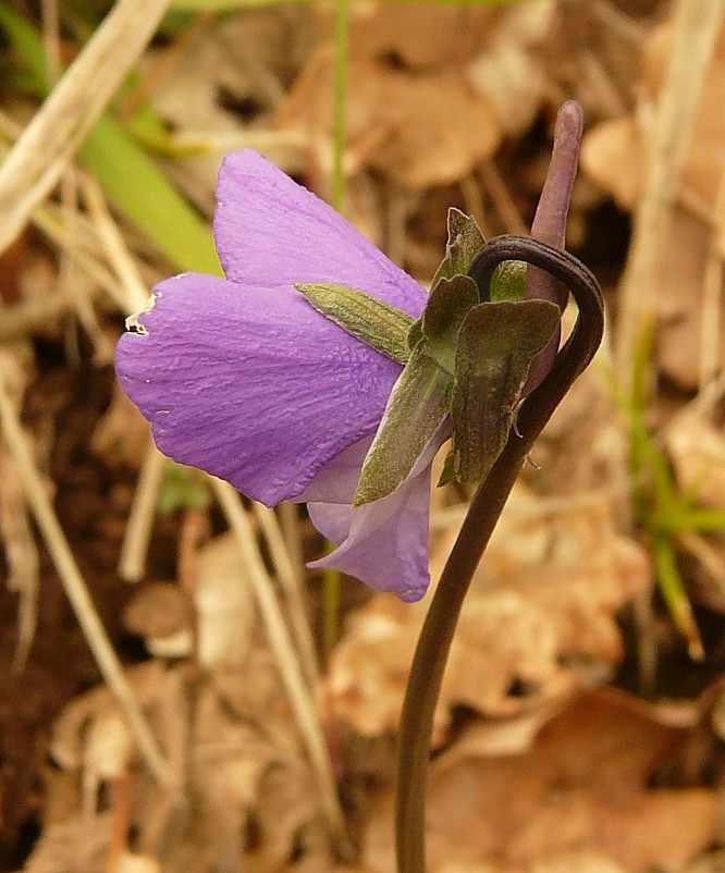 Viola merxmuelleri (=Viola graeca) / Viola greca